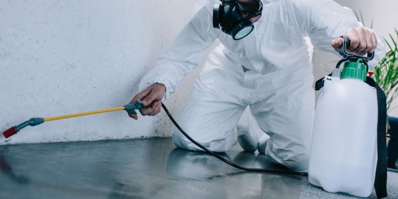 Como é feita a dedetização de baratas em Taboão da Serra